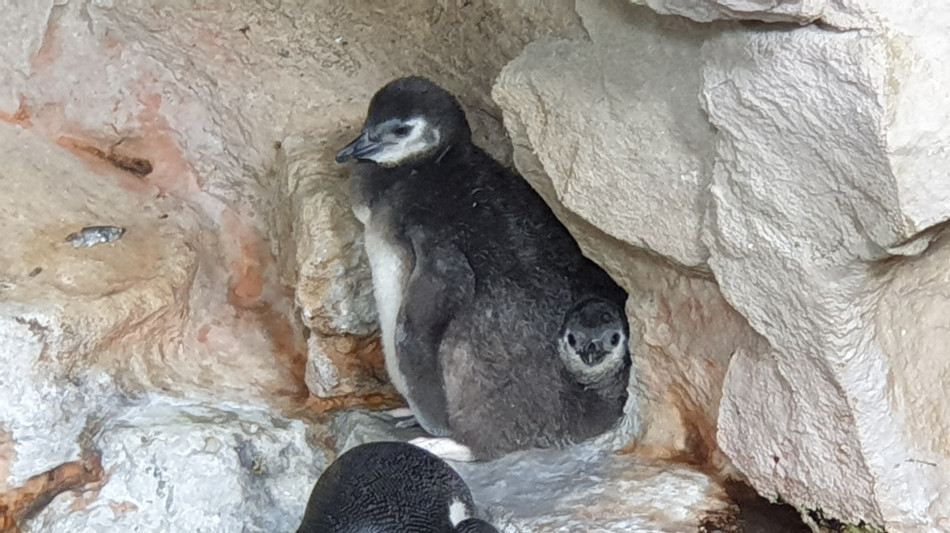 Svelata la vita segreta dei pinguini, tra divorzi e tradimenti