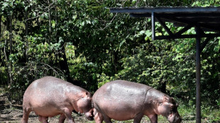 Colombie : les hippopotames d'Escobar seront pour partie euthanasiés, stérilisés et déplacés