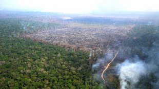 La Comisión Europea cede a presiones y propone aplazar la aplicación de la ley contra la deforestación