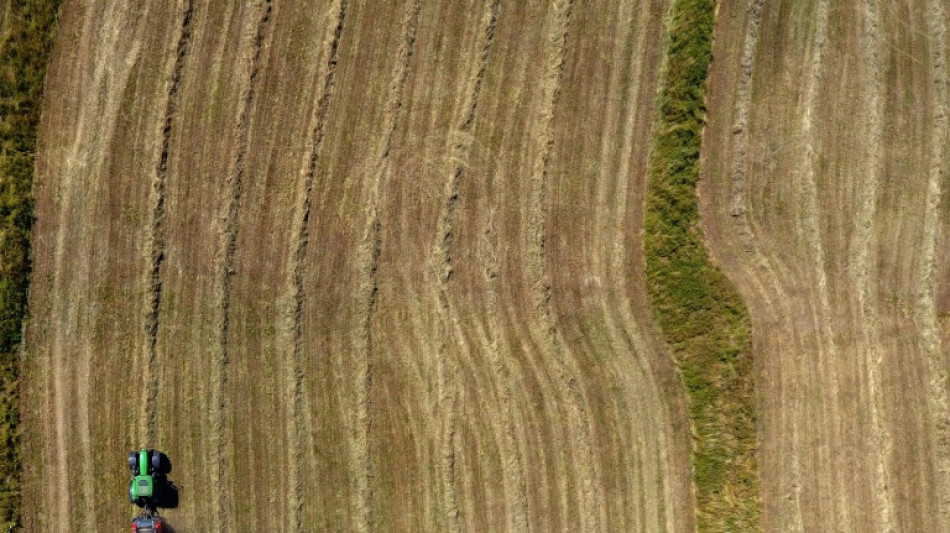 Preise landwirtschaftlicher Produkte legen weiter kräftig zu - vor allem für Getreide