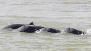 Cambodian leader orders Mekong safe zones to save rare dolphins