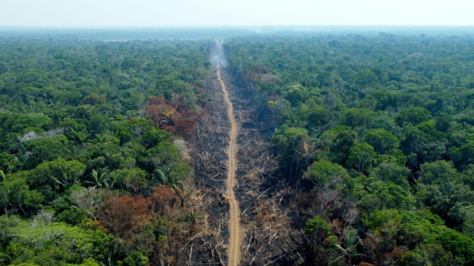 La deforestación de la Amazonía brasileña cae un 61% en el primer mes de Lula