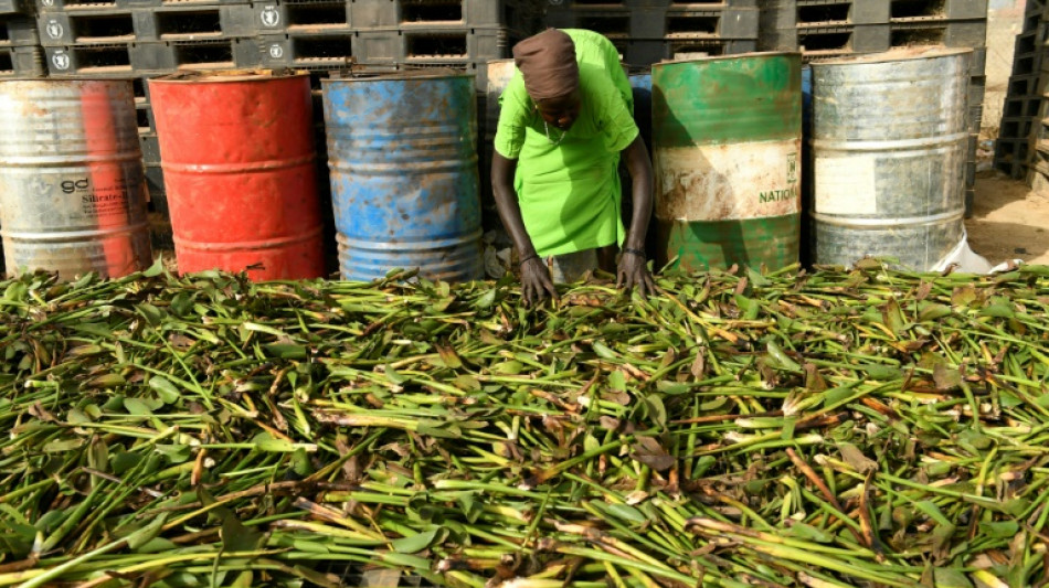 Au Soudan du Sud, cuisiner grâce à une mauvaise herbe