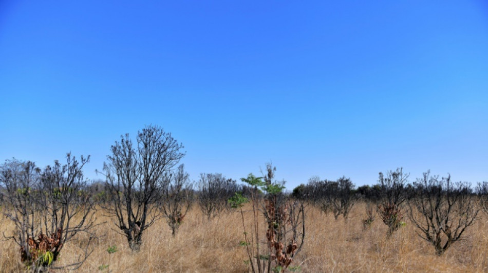 Zimbabwe repossessing unused land from black farmers