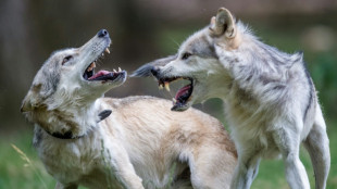 Face au retour du loup, l'abattage facilité en Autriche