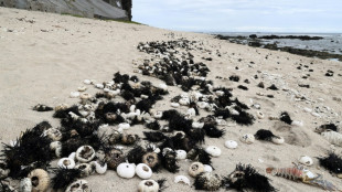 La Réunion: des milliers d'oursins retrouvés morts sur les plages de l'ouest