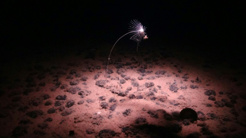 The battle over mining mineral-rich deep sea 'nodules'