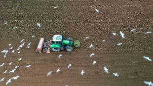 Ende der Agrardiesel-Subvention: Bauernverband ruft für Montag zu Protest auf