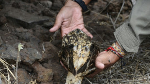 Galápagos invertirá 3,4 millones de dólares para recuperar especies desaparecidas