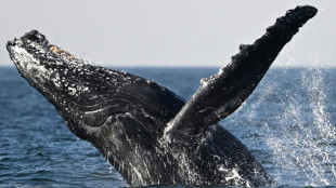 'Espetáculo de dança': baleias encantam turistas e moradores no Rio de Janeiro