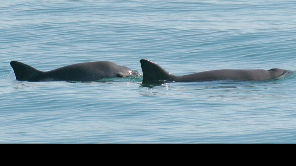 La endogamia no acabará con las últimas vaquitas, pero la pesca sí, afirma estudio