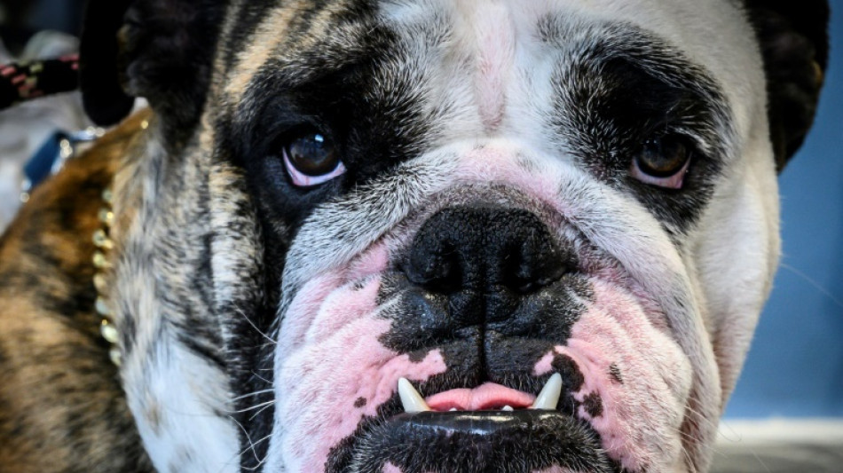 Feuerwehr befreit in Stuttgart vor Kälte zitternden Hund aus verschlossenem Auto