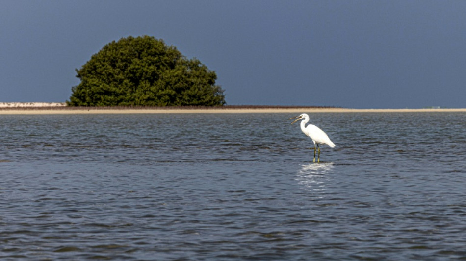 Naturaleza y clima, dos crisis gemelas que no pueden ser disociadas