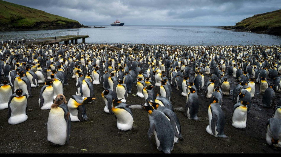 Drifting mega-iceberg could threaten remote baby penguins