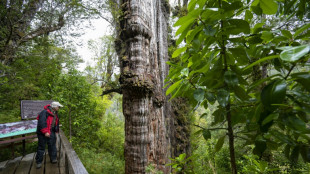 Un milenario alerce chileno encapsula claves para la adaptación frente al cambio climático 