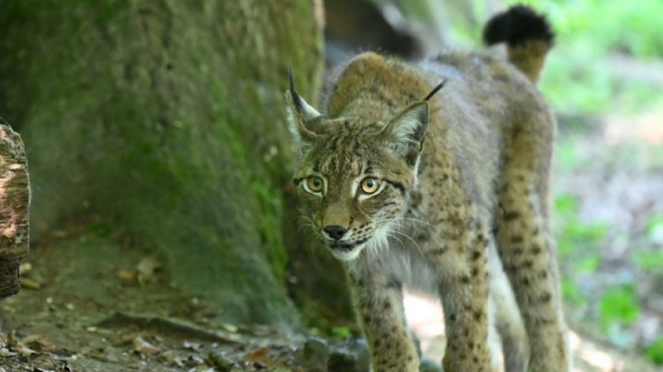 Doubs: un lynx abattu, cas de braconnage avéré