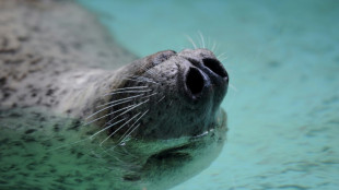 140 Kilometer von Elbmündung entfernt: Junger Seehund verirrt sich nach Geesthacht