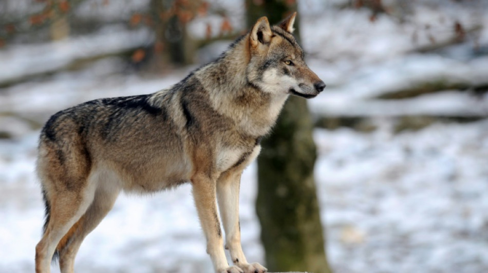 Unlikely wolf pair sparks row in rural France 