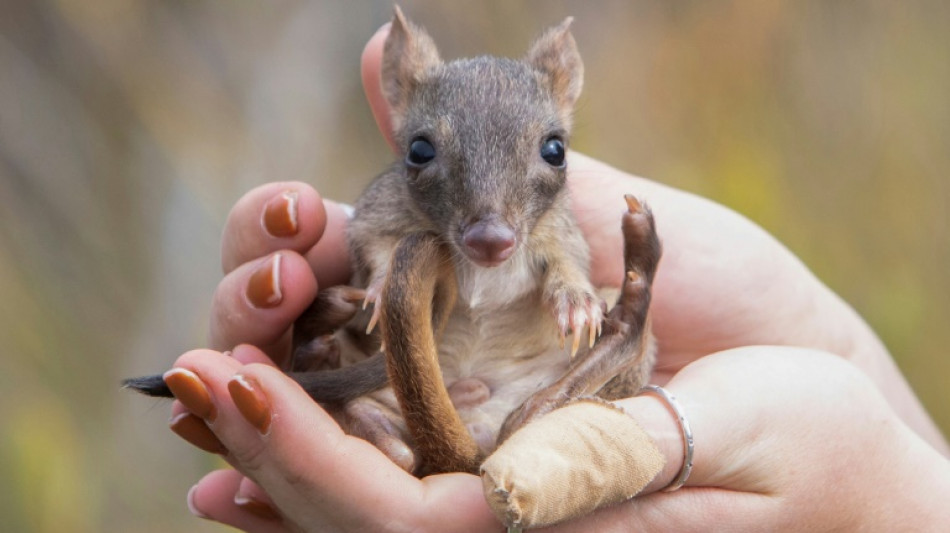 'Mini kangaroos' hop back in South Australia