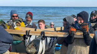 Hallan cráneo fósil de ballena de 12 millones de años en costa este de EEUU