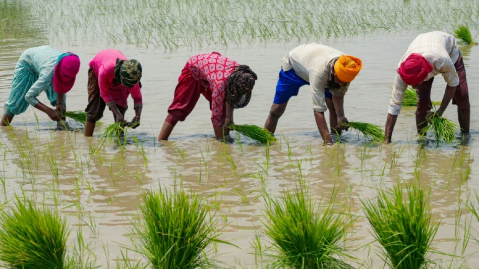 El aumento de precios del arroz anticipa riesgos alimentarios asociados al clima