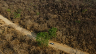 Green shoots spring from ashes in Brazil's fire-resistant savanna