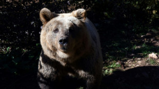 Un ours brun ukrainien maltraité trouve refuge aux Pays-Bas