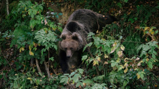 La Roumanie double ses quotas d'abattage d'ours après la mort d'une randonneuse