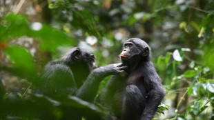 Relations de bon voisinage: les bonobos offrent un aperçu des alliances humaines d'antan