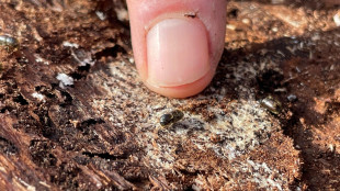 Il picco dell'epidemia di bostrico in Trentino è alle spalle