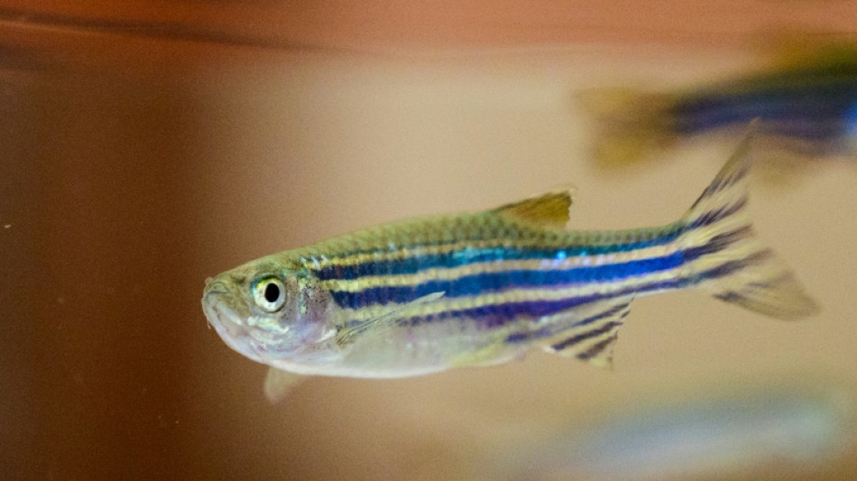 Forscher aus Göttingen finden Schlüssel zum Geschlechtswechsel von Zebrafischen