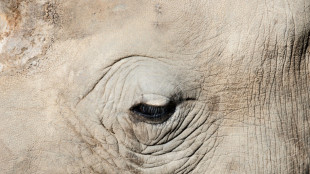 South African rhino-lover seeks for billionaire successor