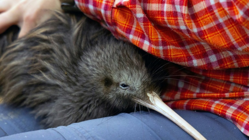 Le zoo de Miami se fait voler dans les plumes pour le sort réservé à un kiwi