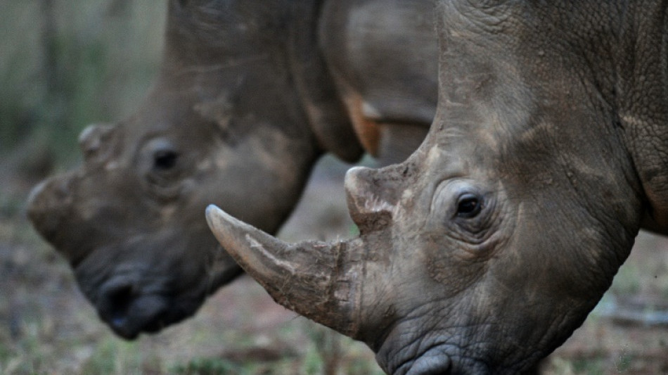 Rhinoceros blancs: un éleveur sud-africain veut en relâcher une centaine par an