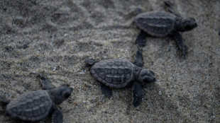 Les tortues de mer peuvent apprendre la carte magnétique d'un endroit préféré