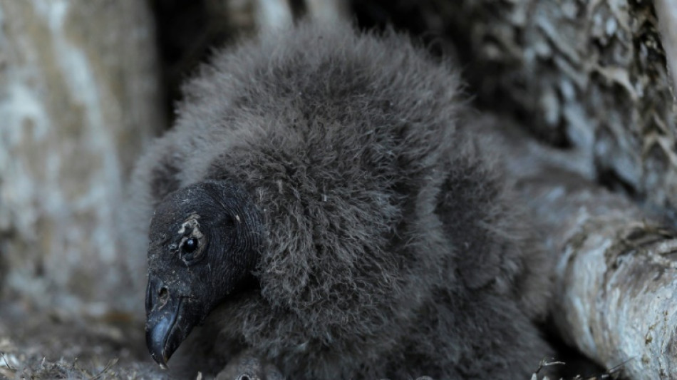 Chili: rendre à la vie sauvage des condors nés en captivité