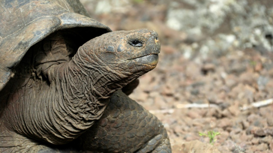 Ship carrying diesel fuel sinks off Ecuador's Galapagos Islands