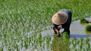 Arroz registra o maior preço mundial em 15 anos