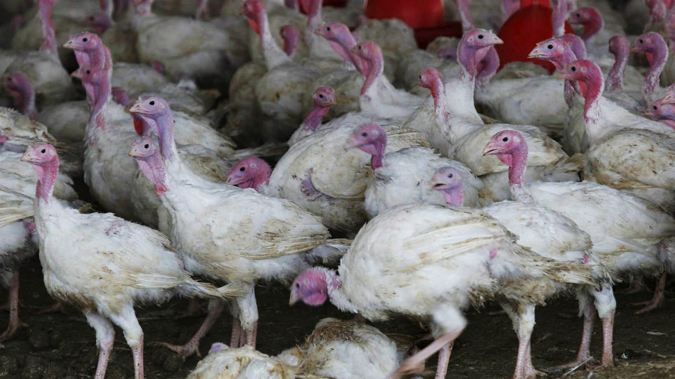 Virus dell'aviaria H5N1 inattivato con le onde elettromagnetiche