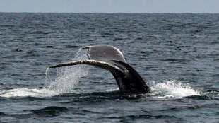 En Polynésie, l'essor du tourisme des baleines suscite des craintes pour la santé des cétacés