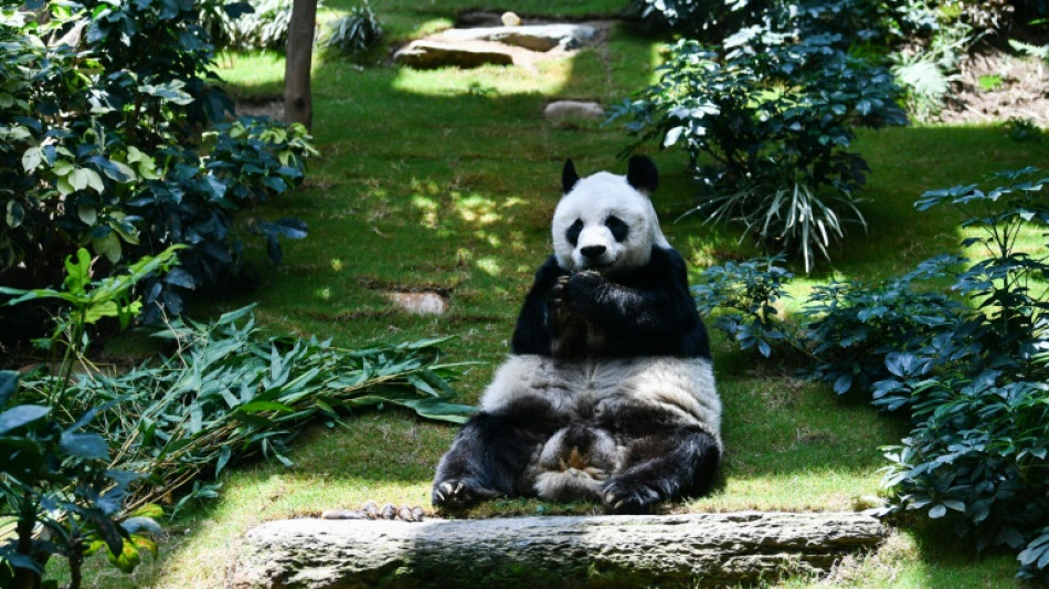 Hong Kong: le doyen mondial des pandas en captivité meurt à 35 ans