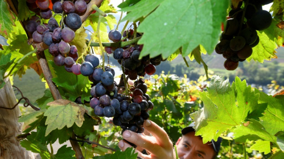 Sonniges Wetter sorgt für frühen Beginn der Weinlese