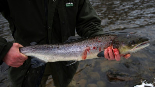 En Ecosse, les pêcheurs désespèrent face à la disparition des saumons sauvages