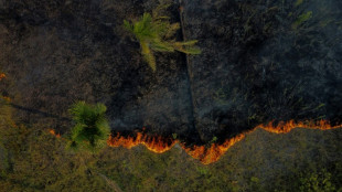 Incêndios na Amazônia legal batem recorde para um primeiro semestre em 20 anos