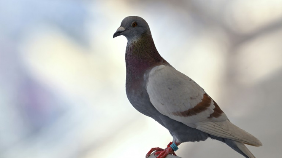 Nachbarin darf in Niedersachsen keine Tauben in ihren Garten locken