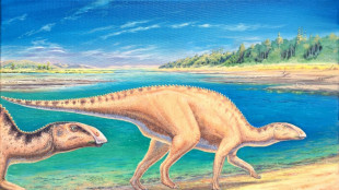 Remains of new species of duck-billed dinosaur found in Chile