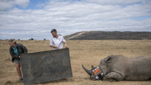 Afrique du Sud: cornes de rhinocéros radioactives pour décourager les braconniers