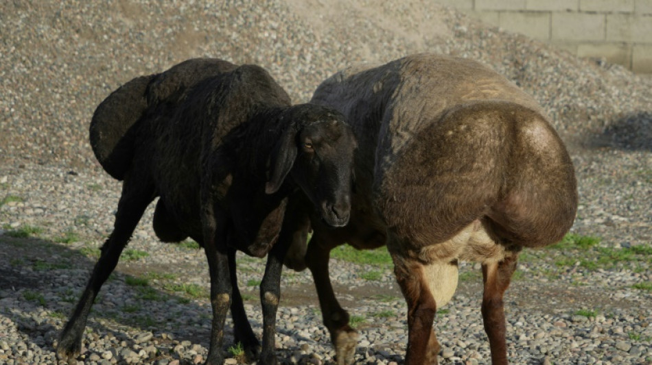 Ovejas gigantes ayudan a Tayikistán a luchar contra el cambio climático