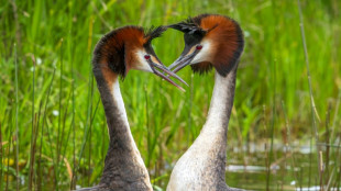 'Weird puking bird' tops New Zealand's avian beauty contest