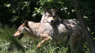 En Europe, le loup sort du bois et avec lui les controverses